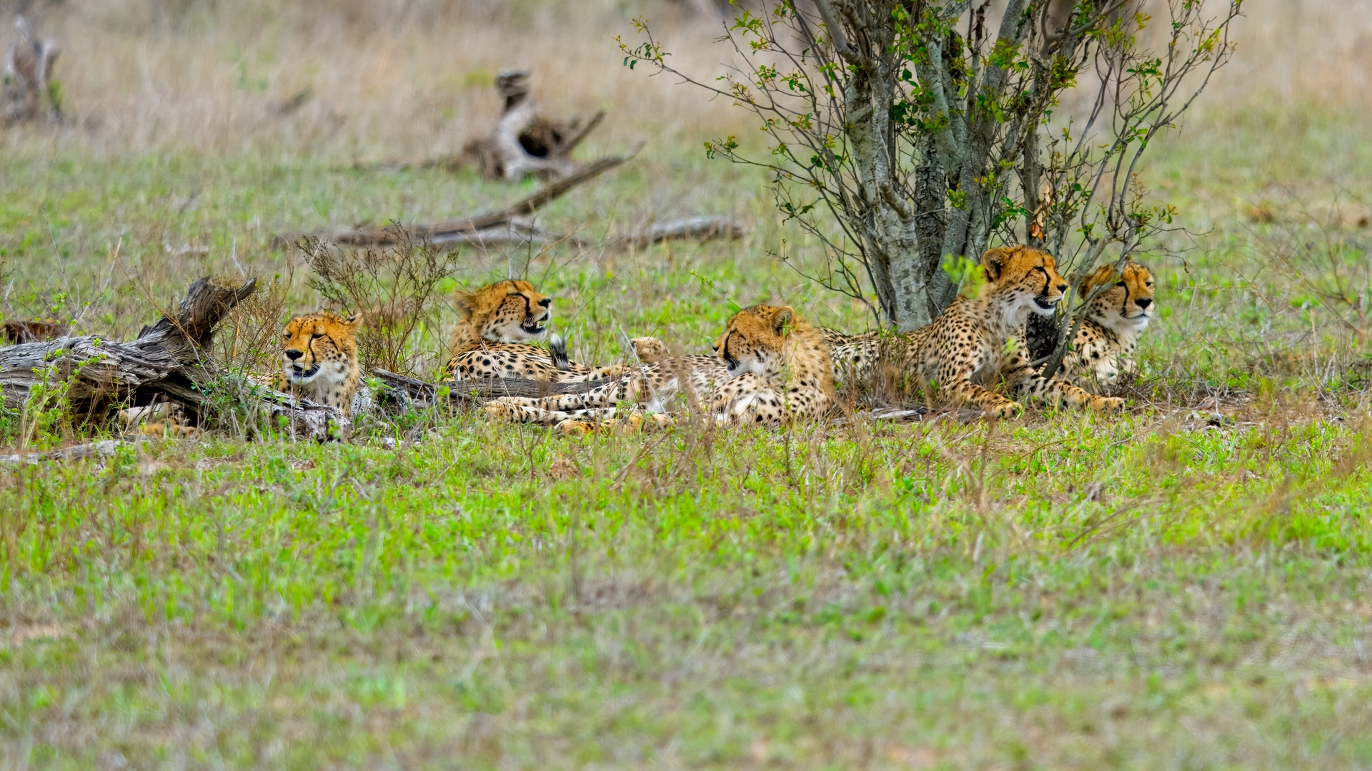 Kruger25 2025 10 31 13 36 34 ILCE 1M2 151